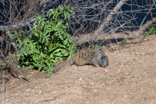 An Arizona  rock squirrel near a tree