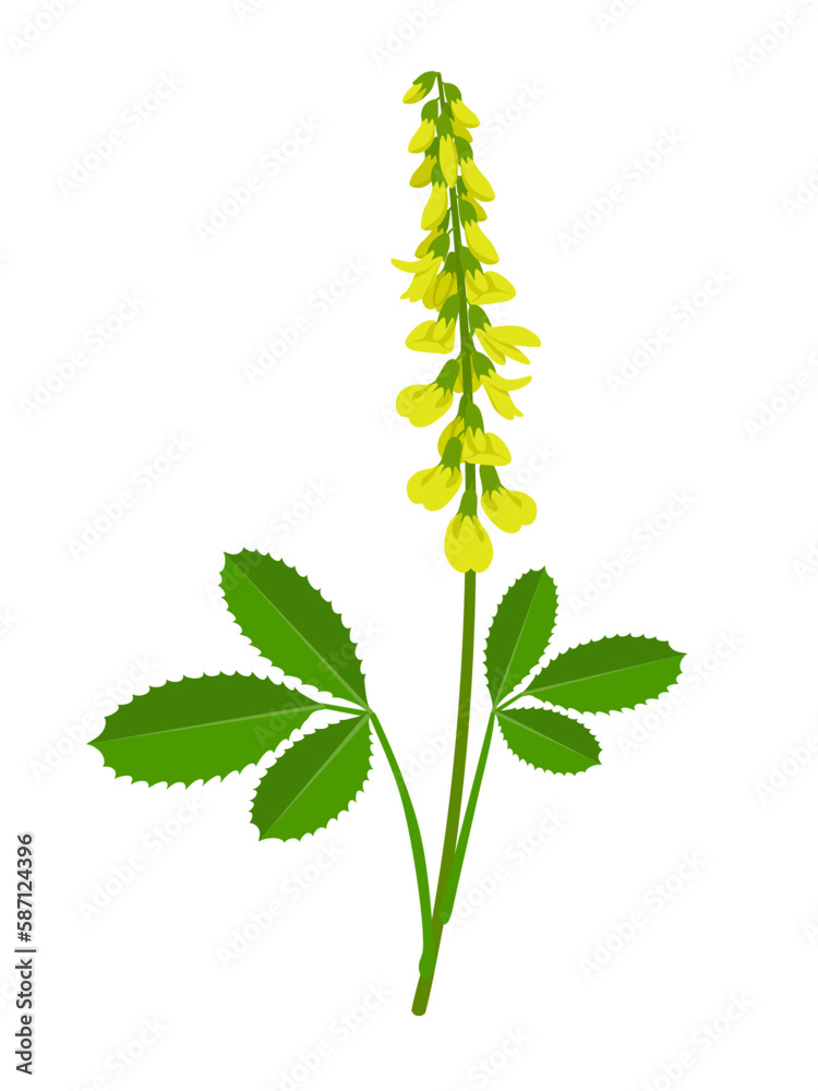 Vector illustration, melilotus officinalis, known as sweet yellow