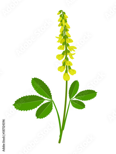 Vector illustration, melilotus officinalis, known as sweet yellow clover, yellow melilot, ribbed melilot and common melilot, isolated on white background. photo