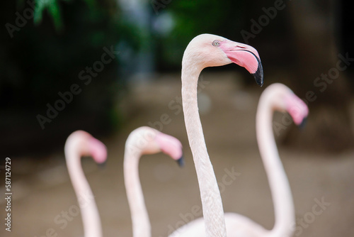 flamingos are walking in their area inside the zoo