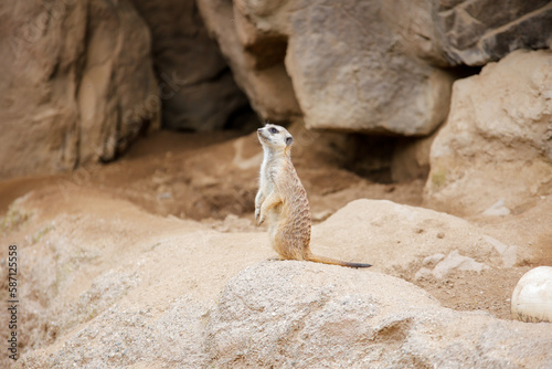 Tablou pe pânză meerkat at the zoo in Los Angeles CA