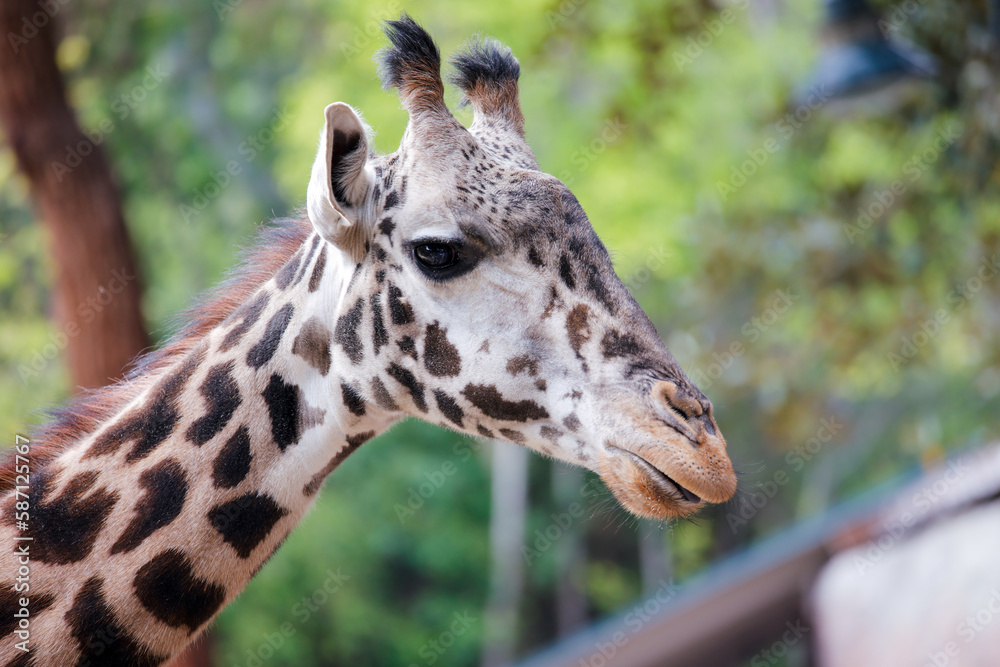 Giraffe modeling for the camera at the Los Angeles CA Zoo Giraffe modeling for the camera at the Los Angeles CA Zoo