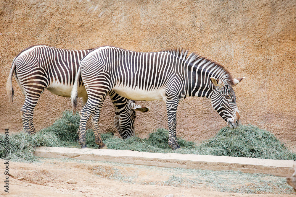 Zebra eating at the Los Angeles CA zoo Zebra eating at the Los Angeles CA zoo