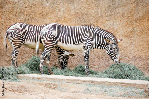 Zebra eating at the Los Angeles CA zoo