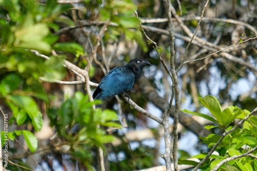 Cuculidae black blue cuckoos bird at the branch of tree at Sandoval Lake Puerto Maldonado Amazonas.  photo