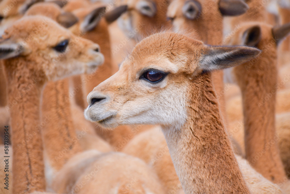 Vicuñas in the andes of Huancavelica - Peru Vicuñas in the andes of Huancavelica - Peru