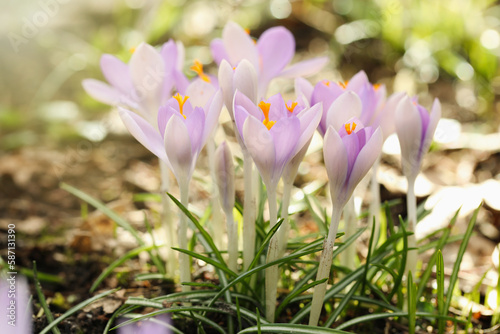 Beautiful crocus flowers growing outdoors  closeup view