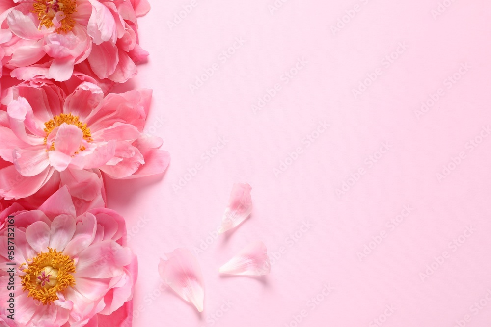 Beautiful peonies on pink background, flat lay. Space for text