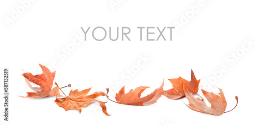 Fototapeta Naklejka Na Ścianę i Meble -  Fallen autumn leaves on white background. Space for your text