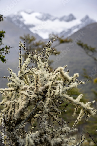 Usnea plant covered with lichens and the Vinciguerra glacier in the background, Ushuaia, Tierra del Fuego, Argentine Patagonia