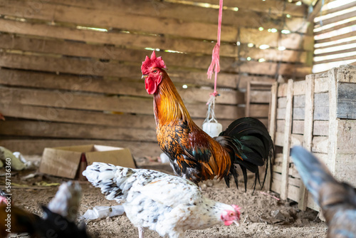 Ayam Kampung is a type of chicken originating from Indonesia and Malaysia