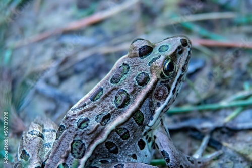 Northern Leopard Frog