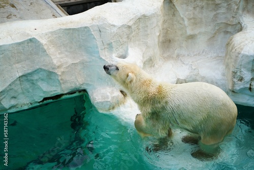 上野動物園、上野、東京、日本、2019、10月、動物、動物園、Zoo、野外、展示、生き物、ゴリラ、ワオキツネザル、フラミンゴ、白クマ、シロクマ、猿、さる、サル、猿山、さる山、空、青空、