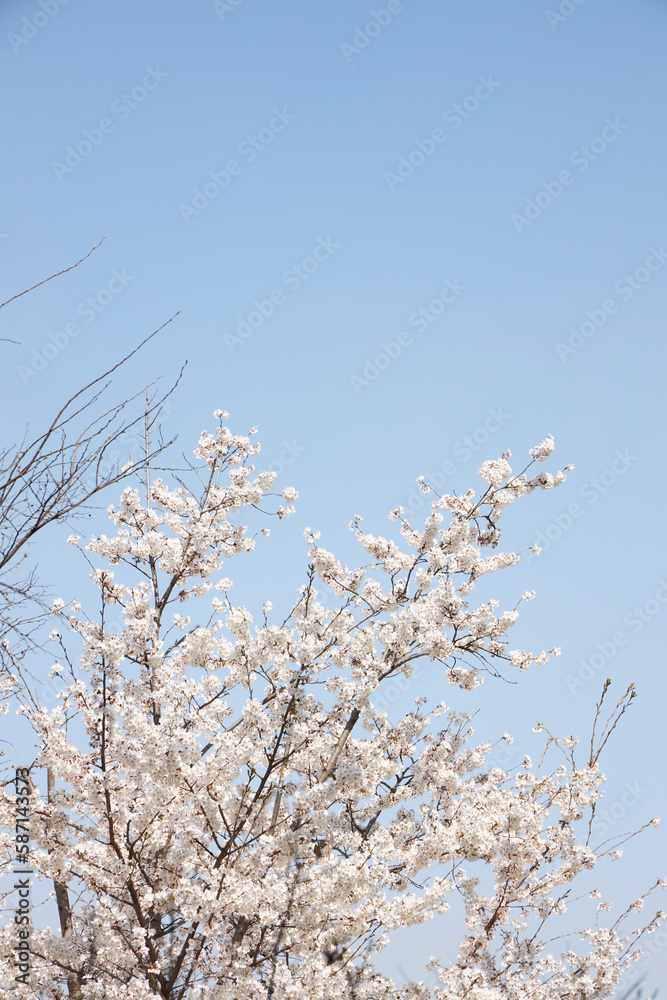 branch of blooming cherry blossom flower with copy space branch of blooming cherry blossom flower with copy space