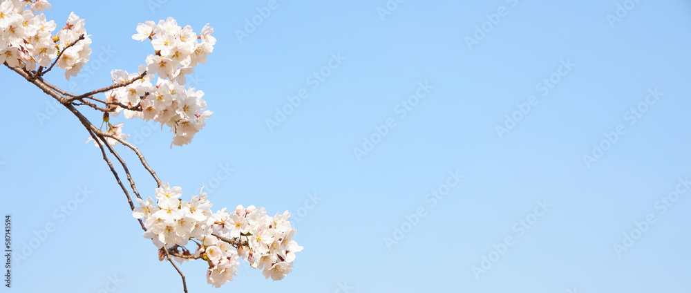 branch of blooming cherry blossom flower with copy space branch of blooming cherry blossom flower with copy space