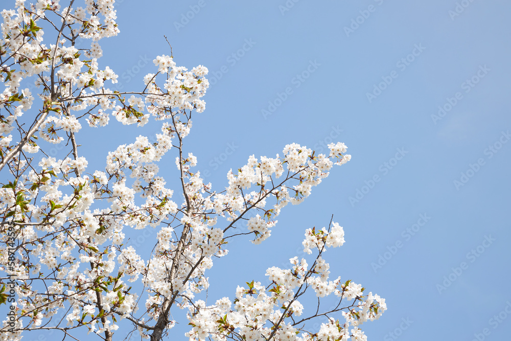 branch of blooming cherry blossom flower with copy space