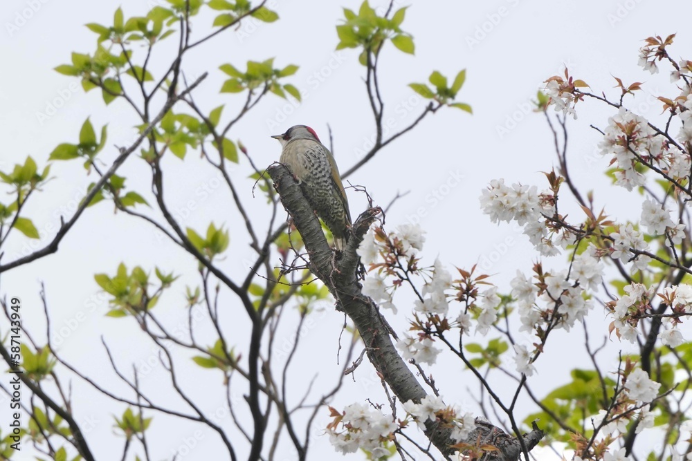 japanese green woodpecker on a cherry tree japanese green woodpecker on a cherry tree