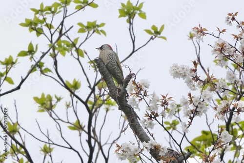 japanese green woodpecker on a cherry tree