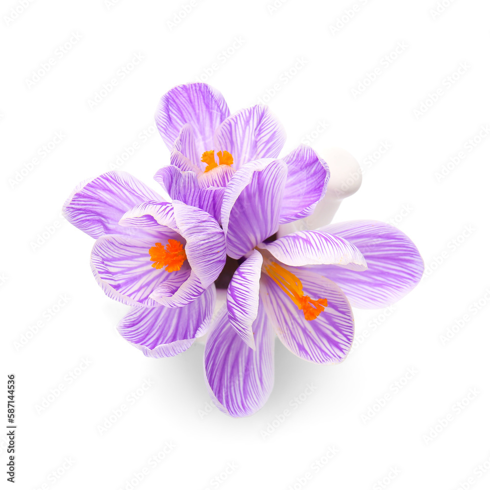 Fototapeta premium Beautiful Saffron flowers isolated on white background