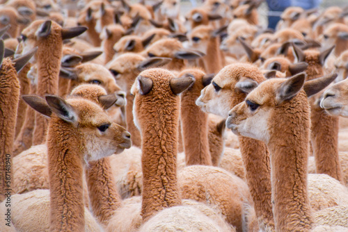Vicuña in the andes of Huancavelica - Peru photo
