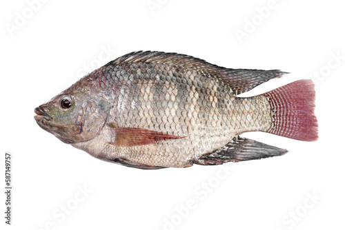 fish isolated on transparent background.PNG file