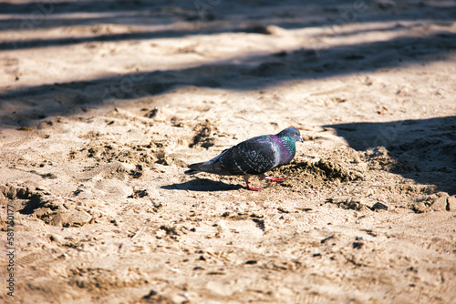 feral pigeon on the beach of Venice Beach, CA