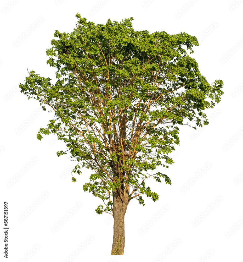 Obraz premium Green tree isolated on transparent background with clipping path, single tree with clipping path and alpha channel.