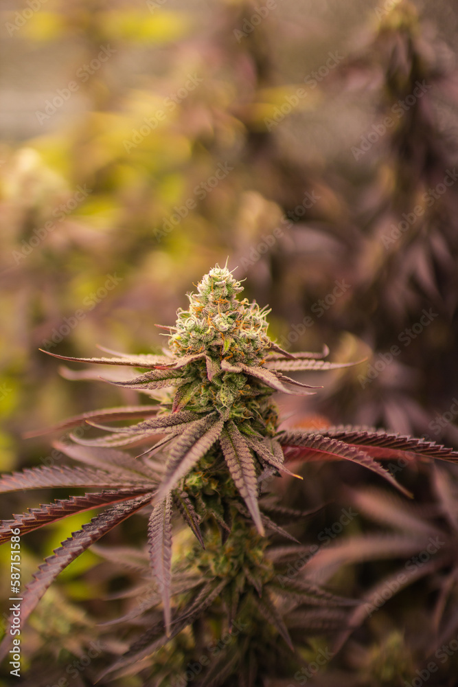 Cannabis Weed Marijuana indoor farm Growing leaf and flower Cannabis Weed Marijuana indoor farm Growing leaf and flower