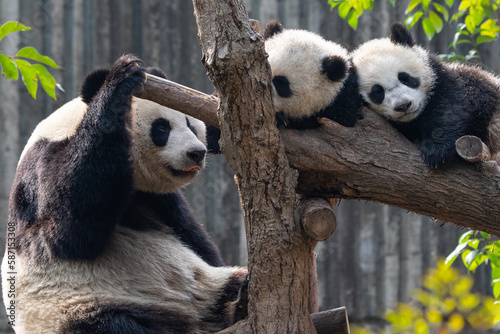 A panda mother guards two sleeping cubs
