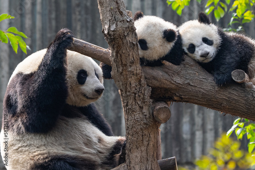 giant panda bear family