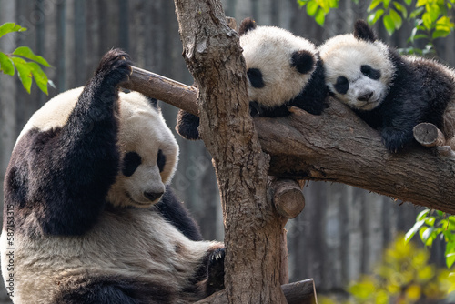 Mother panda guards two sleeping cubs The Warm Life of a Panda Family