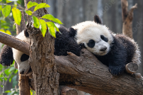 Fototapeta Naklejka Na Ścianę i Meble -  Two cute sleeping panda babies