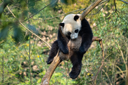 cute giant panda sleeping on a tree outdoor in the spring woods