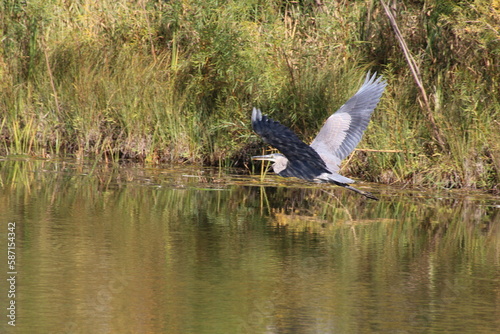 heron in flight  Pylypow Wetlands  Edmonton  Alberta