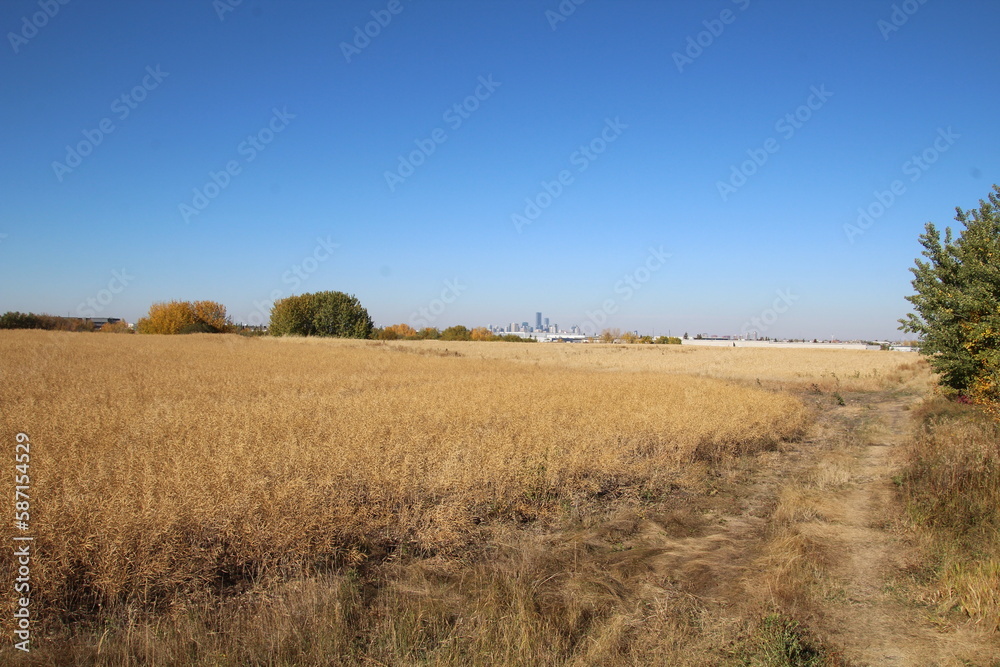 path in the field with sky, Pylypow Wetlands, Edmonton, Alberta