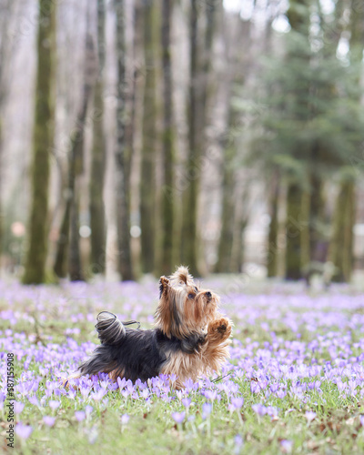 dog in crocus flowers. Pet in nature outdoors. Yorkshire Terrier swaving paw in the grass in spring  photo