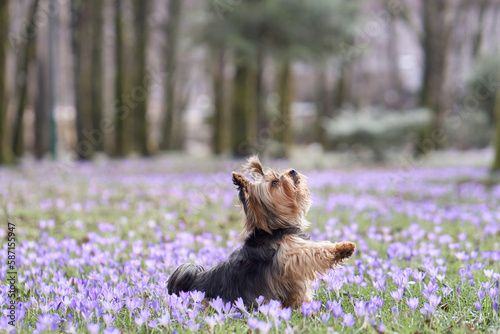 Quadro su tela dog in crocus flowers