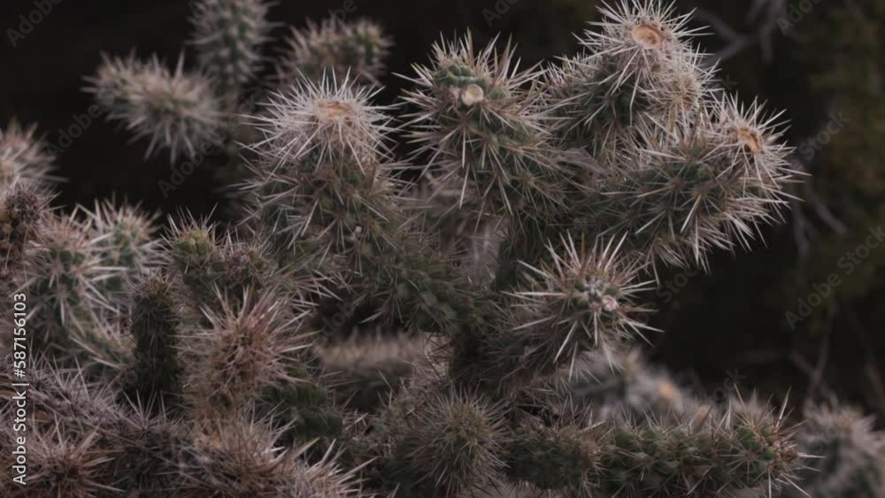 sharp pointy cactus panning video with an evergreen tree blurred in the background and a botany vibe sharp pointy cactus panning video with an evergreen tree blurred in the background and a botany vibe