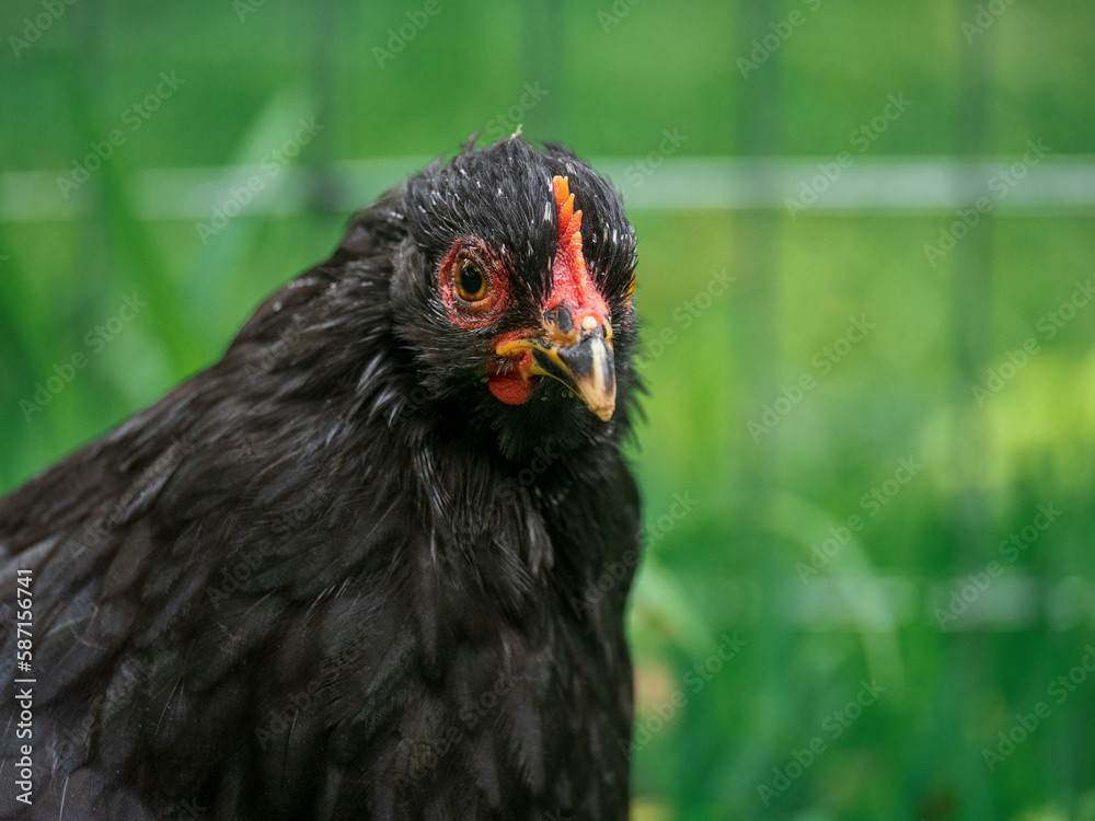 Free range chicken in the farm