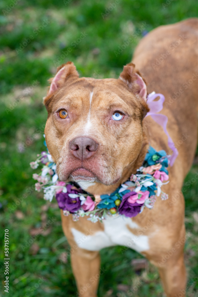 american staffordshire terrier dog with flower wreath