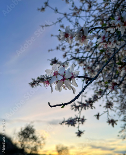 cherry blossom in spring