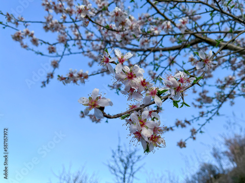 cherry tree blossom