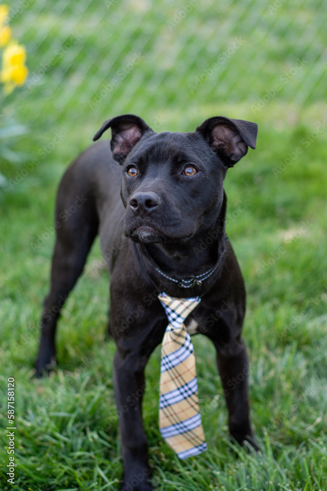 lab boxer black dog with a tie