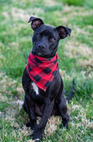 lab boxer dog red black bandana