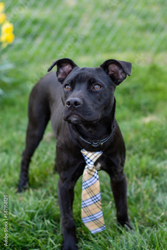 lab boxer black dog with a tie