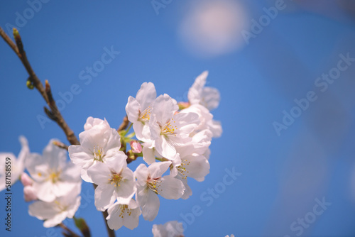 桜 淡い春のイメージ 