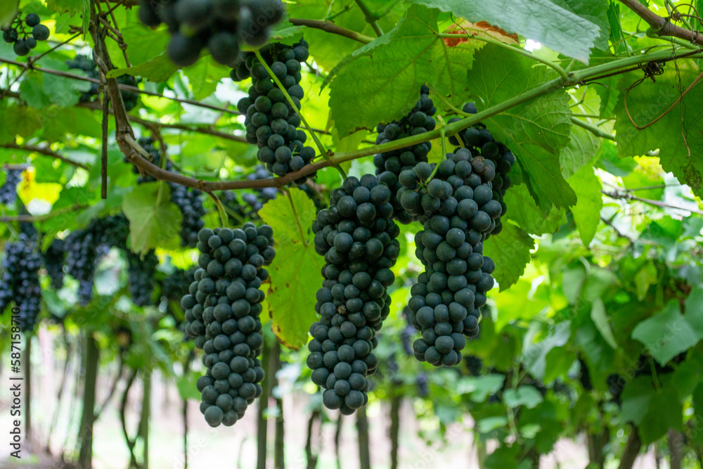 grapes on the vine