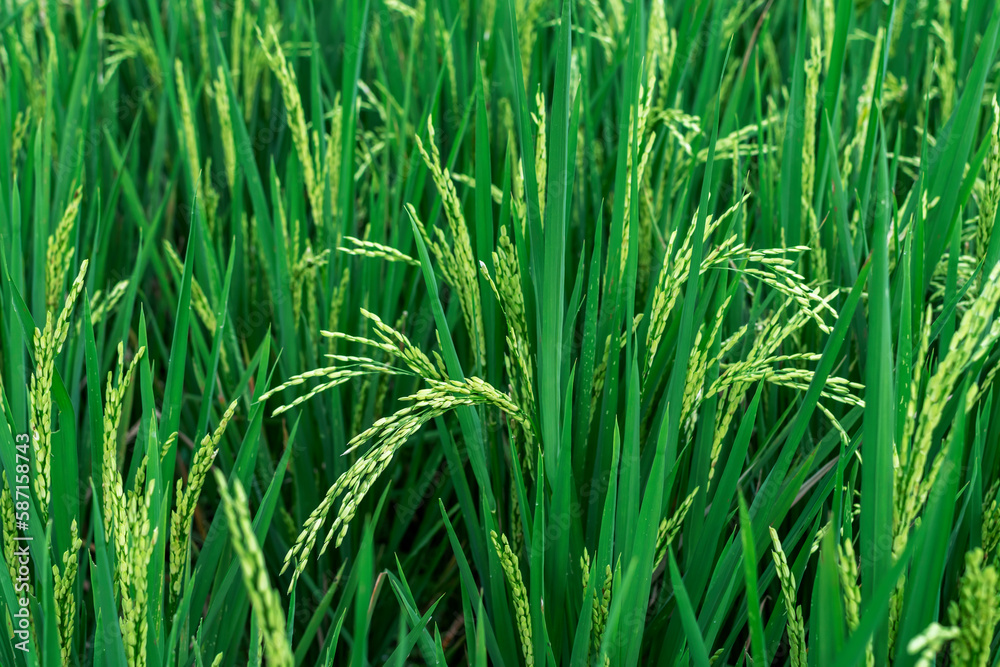 Close-up photo of ripened rice. Background of the racial field. Close-up photo of ripened rice. Background of the racial field.