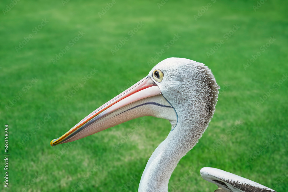 Funny pelican close-up on the background of green grass. Funny pelican close-up on the background of green grass.