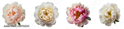 Top view of Peony flower group of 4 in white and pink. Isolated on transparent background. Created using Generative AI.